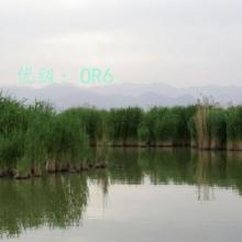 ѡ
