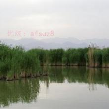 ѡ